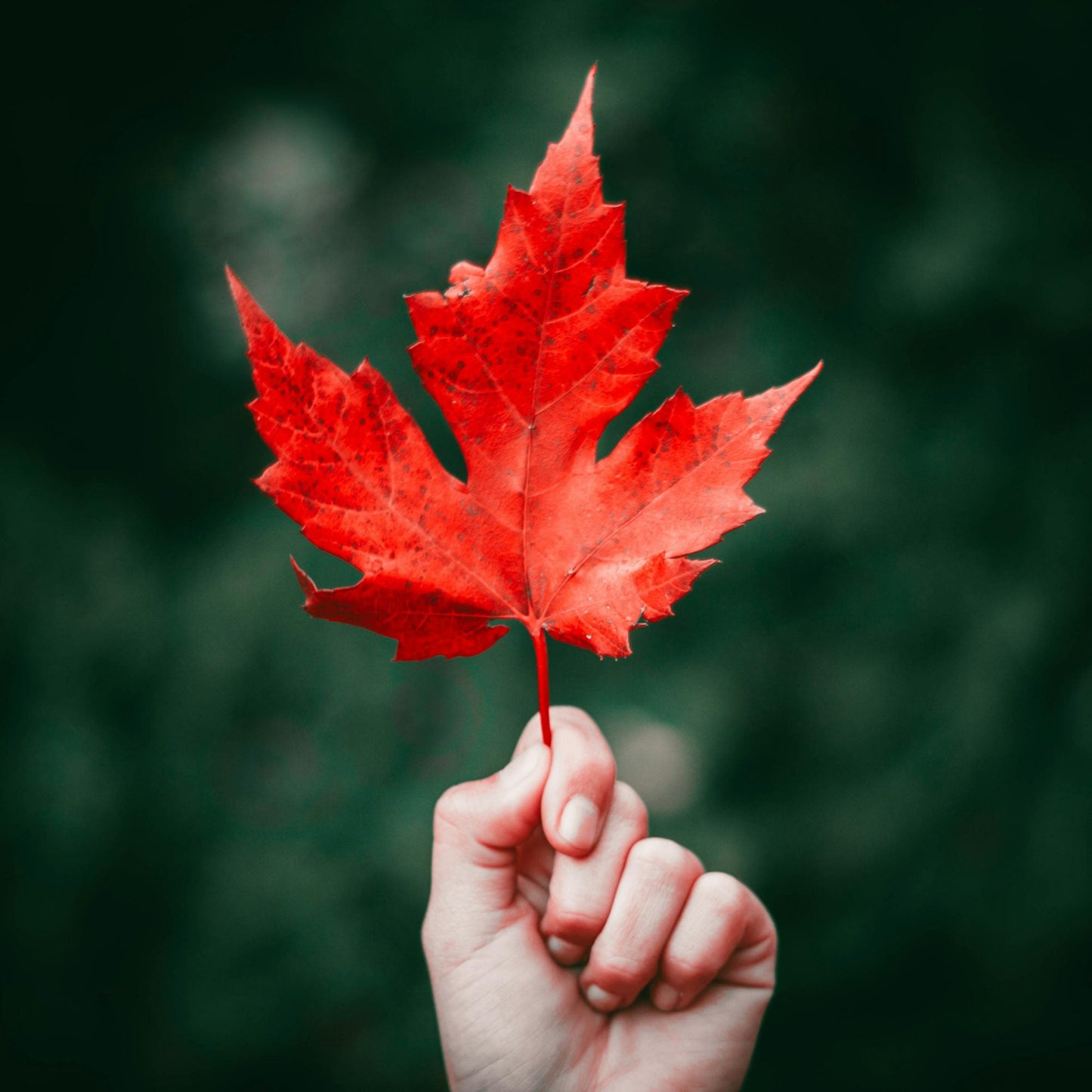 Maple Macadamia Nut Latte
